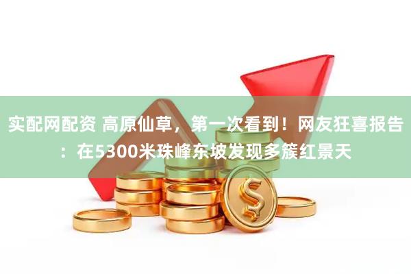 实配网配资 高原仙草，第一次看到！网友狂喜报告：在5300米珠峰东坡发现多簇红景天